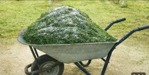 Nakon što ovo vidiš, NIKADA više nećeš bacati pokošenu travu u smeće. - featured image