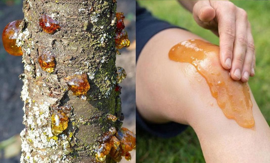 Die wahre Kraft eines vergessenen Naturharzes - featured image