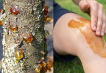 Die wahre Kraft eines vergessenen Naturharzes Die wahre Kraft eines vergessenen Naturharzes - featured image