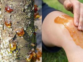 Die wahre Kraft eines vergessenen Naturharzes Die wahre Kraft eines vergessenen Naturharzes - featured image