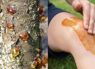 Die wahre Kraft eines vergessenen Naturharzes Die wahre Kraft eines vergessenen Naturharzes - featured image