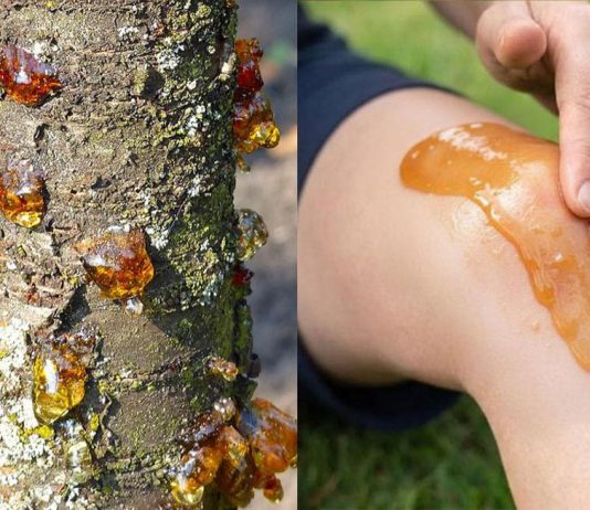 Die wahre Kraft eines vergessenen Naturharzes Die wahre Kraft eines vergessenen Naturharzes - featured image