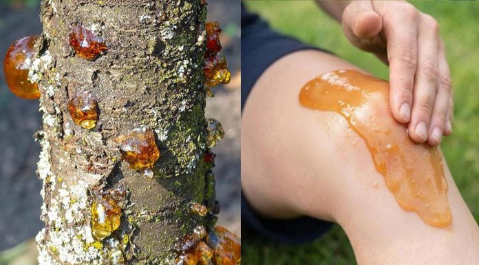 Die wahre Kraft eines vergessenen Naturharzes Die wahre Kraft eines vergessenen Naturharzes - featured image