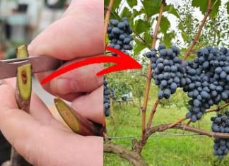 Kako i kada cijepiti vinovu lozu? To možete učiniti i sami! Kako i kada cijepiti vinovu lozu? To možete učiniti i sami! - featured image