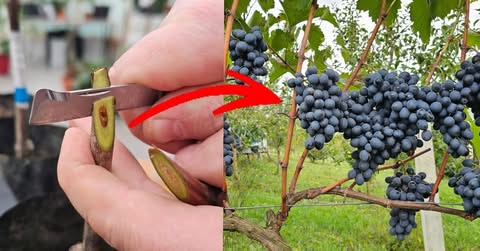 Kako i kada cijepiti vinovu lozu? To možete učiniti i sami! Kako i kada cijepiti vinovu lozu? To možete učiniti i sami! - featured image