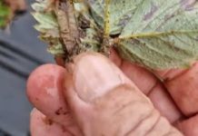 PRVO ovogodišnje (februarsko) “šišanje” jagoda za što bolji rod PRVO ovogodišnje (februarsko) “šišanje” jagoda za što bolji rod - featured image