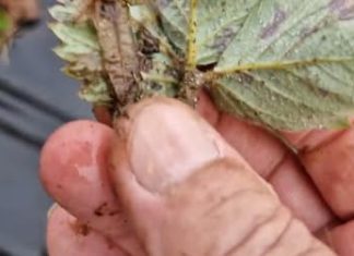 PRVO ovogodišnje (februarsko) “šišanje” jagoda za što bolji rod PRVO ovogodišnje (februarsko) “šišanje” jagoda za što bolji rod - featured image