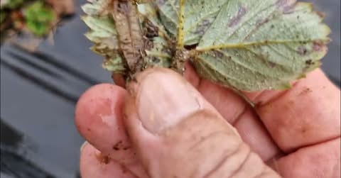 PRVO ovogodišnje (februarsko) “šišanje” jagoda za što bolji rod PRVO ovogodišnje (februarsko) “šišanje” jagoda za što bolji rod - featured image