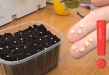 PAŽNJA, vrtlari! Ovo su pogreške pri sjetvi zbog kojih sjeme ne klija! 🌱 PAŽNJA, vrtlari! Ovo su pogreške pri sjetvi zbog kojih sjeme ne klija! 🌱 - featured image