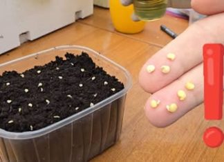 PAŽNJA, vrtlari! Ovo su pogreške pri sjetvi zbog kojih sjeme ne klija! 🌱 PAŽNJA, vrtlari! Ovo su pogreške pri sjetvi zbog kojih sjeme ne klija! 🌱 - featured image