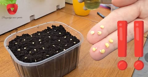 PAŽNJA, vrtlari! Ovo su pogreške pri sjetvi zbog kojih sjeme ne klija! 🌱 PAŽNJA, vrtlari! Ovo su pogreške pri sjetvi zbog kojih sjeme ne klija! 🌱 - featured image