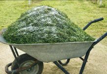 Nakon što ovo vidiš, NIKADA više nećeš bacati pokošenu travu u smeće. Nakon što ovo vidiš, NIKADA više nećeš bacati pokošenu travu u smeće. - featured image