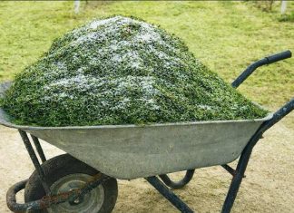 Nakon što ovo vidiš, NIKADA više nećeš bacati pokošenu travu u smeće. Nakon što ovo vidiš, NIKADA više nećeš bacati pokošenu travu u smeće. - featured image