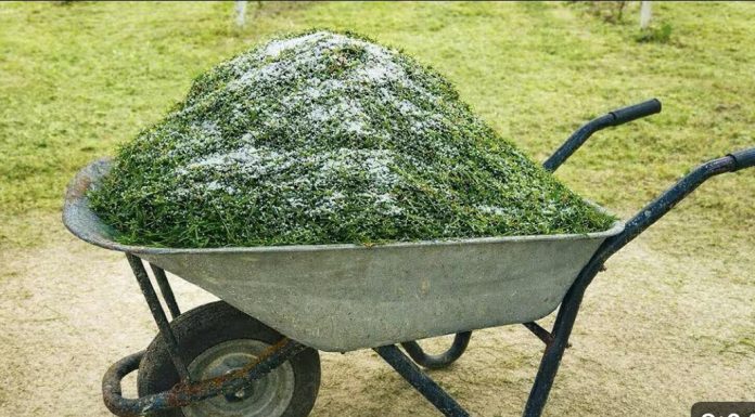 Nakon što ovo vidiš, NIKADA više nećeš bacati pokošenu travu u smeće. Nakon što ovo vidiš, NIKADA više nećeš bacati pokošenu travu u smeće. - featured image