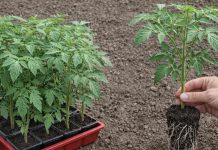 Uzgojim paradajz iz sjemena kod kuće – jake biljke znače obilan rod! Uzgojim paradajz iz sjemena kod kuće – jake biljke znače obilan rod! - featured image