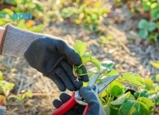 Ako ovo ne uradite u februaru, bašta će vam propasti na proljeće: Stručnjaci upozoravaju Ako ovo ne uradite u februaru, bašta će vam propasti na proljeće: Stručnjaci upozoravaju - featured image