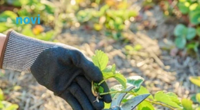 Ako ovo ne uradite u februaru, bašta će vam propasti na proljeće: Stručnjaci upozoravaju Ako ovo ne uradite u februaru, bašta će vam propasti na proljeće: Stručnjaci upozoravaju - featured image