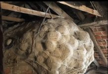 Kako je jedan porodični problem otkrio tajnu skrivanu godinama Kako je jedan porodični problem otkrio tajnu skrivanu godinama - featured image