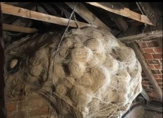 Kako je jedan porodični problem otkrio tajnu skrivanu godinama Kako je jedan porodični problem otkrio tajnu skrivanu godinama - featured image