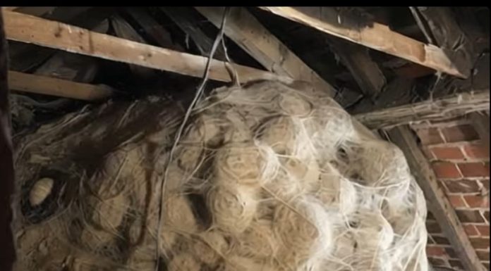 Kako je jedan porodični problem otkrio tajnu skrivanu godinama Kako je jedan porodični problem otkrio tajnu skrivanu godinama - featured image