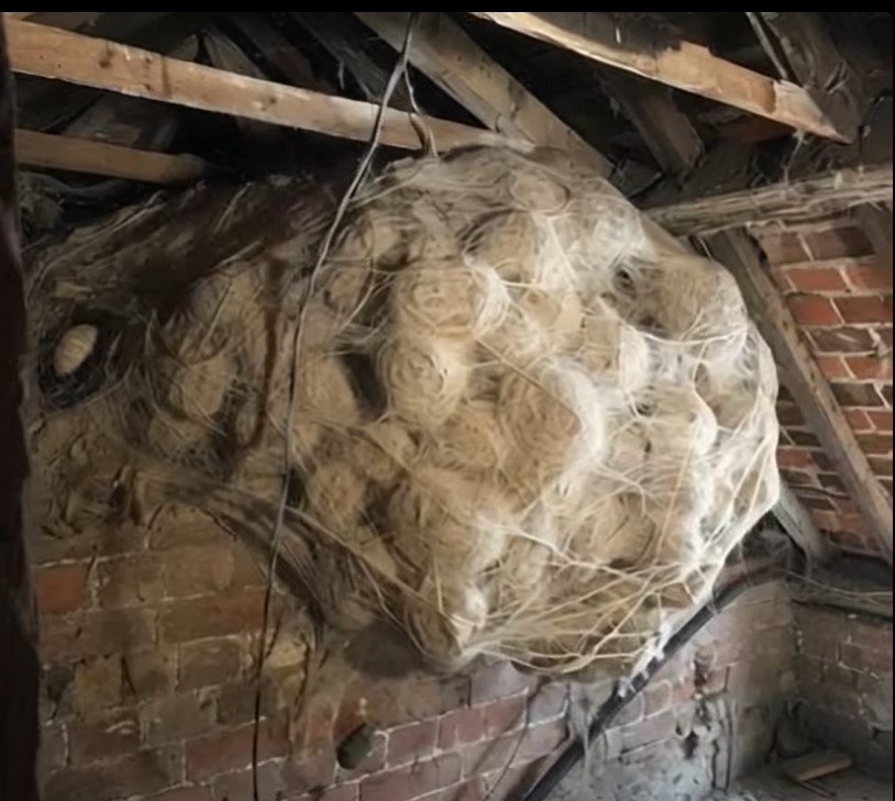 Kako je jedan porodični problem otkrio tajnu skrivanu godinama - featured image