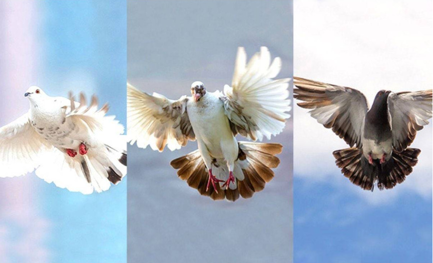 TEST: Odaberite jednog goluba isaznajte šta će se dogoditi u sljedeća 3 dana! - featured image TEST: Odaberite jednog goluba isaznajte šta će se dogoditi u sljedeća 3 dana! - featured image