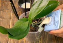 Čudan, ali izuzetno efikasan način da ORHIDEJA procvjeta: Evo uputstva – djeluje čak i na starim i umornim biljkama! Čudan, ali izuzetno efikasan način da ORHIDEJA procvjeta: Evo uputstva – djeluje čak i na starim i umornim biljkama! - featured image