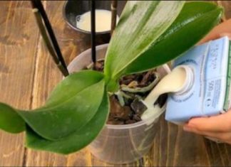 Čudan, ali izuzetno efikasan način da ORHIDEJA procvjeta: Evo uputstva – djeluje čak i na starim i umornim biljkama! Čudan, ali izuzetno efikasan način da ORHIDEJA procvjeta: Evo uputstva – djeluje čak i na starim i umornim biljkama! - featured image