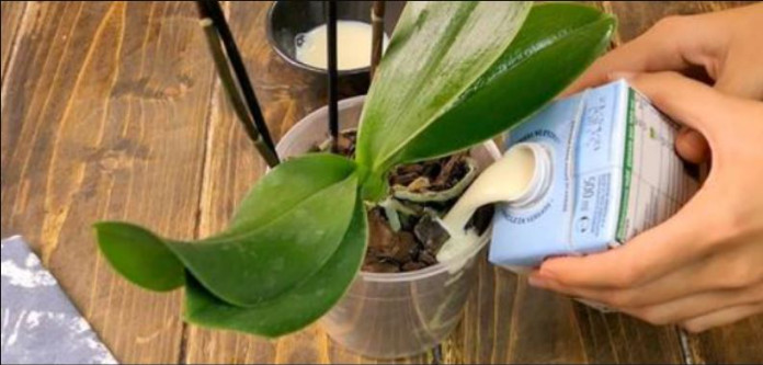 Čudan, ali izuzetno efikasan način da ORHIDEJA procvjeta: Evo uputstva – djeluje čak i na starim i umornim biljkama! - featured image