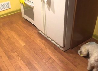 Vlasnik služi hranu za svoje pse. Ali ono što pas tada uradi je tako neočekivano. Vlasnik služi hranu za svoje pse. Ali ono što pas tada uradi je tako neočekivano. - featured image