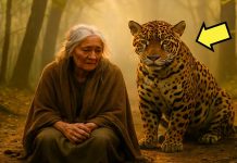 SIN OSTAVLJA STARIJU MAJKU SAMU U ŠUMI… A ono što jaguar učini poslije iznenađuje svakoga SIN OSTAVLJA STARIJU MAJKU SAMU U ŠUMI… A ono što jaguar učini poslije iznenađuje svakoga - featured image