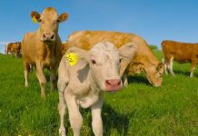 Tele je bilo u opasnosti, te je njegova majka zatražila pomoć od potpunog stranca Tele je bilo u opasnosti, te je njegova majka zatražila pomoć od potpunog stranca - featured image