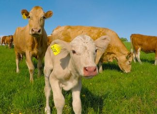 Tele je bilo u opasnosti, te je njegova majka zatražila pomoć od potpunog stranca Tele je bilo u opasnosti, te je njegova majka zatražila pomoć od potpunog stranca - featured image