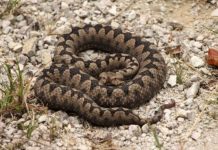 POLA LJUDI DRŽI OVO U DVORIŠTU, A NE ZNA DA TO ZMIJE PRIVLAČI KAO MAGNET: Jedno posebno koriste deca!