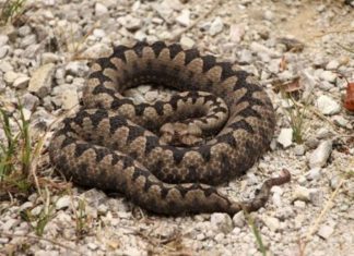 POLA LJUDI DRŽI OVO U DVORIŠTU, A NE ZNA DA TO ZMIJE PRIVLAČI KAO MAGNET: Jedno posebno koriste deca!