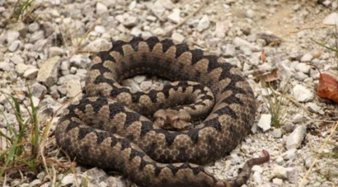 POLA LJUDI DRŽI OVO U DVORIŠTU, A NE ZNA DA TO ZMIJE PRIVLAČI KAO MAGNET: Jedno posebno koriste deca!