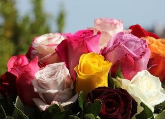 Ubacite latice ruža u veš-mašinu pre pranja veša i efekat će vas oduševiti: Sve žene u Srbiji su poludele za ovim trikom