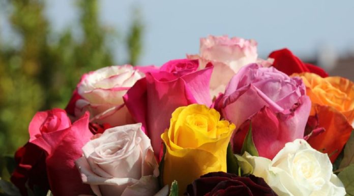 Ubacite latice ruža u veš-mašinu pre pranja veša i efekat će vas oduševiti: Sve žene u Srbiji su poludele za ovim trikom