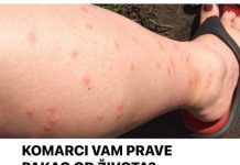 KOMARCI VAM PRAVE PAKAO OD ŽIVOTA? Samo isijecite OVO VOĆE na pola i ostavite u sobi, VIŠE IH NIKADA NEĆETE VIDJETI BLIZU!