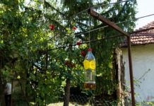 Poslije sat vremena više nećete vidjeti muhiu, ni komarca u blizini: SMUĆKAJTE IM POSLJEDNJU VEČERU Poslije sat vremena više nećete vidjeti muhiu, ni komarca u blizini: SMUĆKAJTE IM POSLJEDNJU VEČERU - featured image