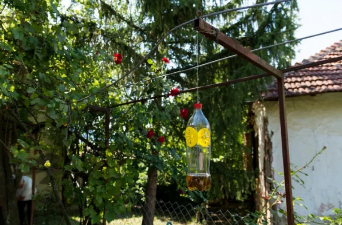Poslije sat vremena više nećete vidjeti muhiu, ni komarca u blizini: SMUĆKAJTE IM POSLJEDNJU VEČERU - featured image