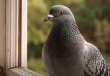 Narodno vjerovanje koje rijetko ko zna: Što znači kada vam ptica sleti na prozor ili pokuca na staklo Narodno vjerovanje koje rijetko ko zna: Što znači kada vam ptica sleti na prozor ili pokuca na staklo - featured image