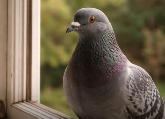 Narodno vjerovanje koje rijetko ko zna: Što znači kada vam ptica sleti na prozor ili pokuca na staklo Narodno vjerovanje koje rijetko ko zna: Što znači kada vam ptica sleti na prozor ili pokuca na staklo - featured image