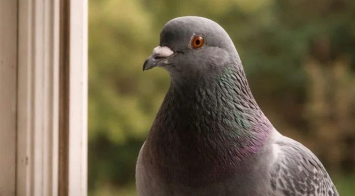 Narodno vjerovanje koje rijetko ko zna: Što znači kada vam ptica sleti na prozor ili pokuca na staklo Narodno vjerovanje koje rijetko ko zna: Što znači kada vam ptica sleti na prozor ili pokuca na staklo - featured image