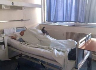 23 dana ga niko nije posjetio u bolnici, a onda je medicinska sestra primijetila goluba koji dolazi svaka dva dana
